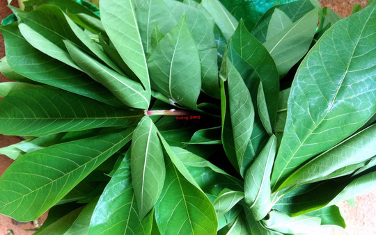 Canh rau sắn nấu cá: Đặc sản miền trung du Phú Thọ - 2