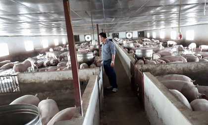 Giá lợn hơi đã tăng trở lại