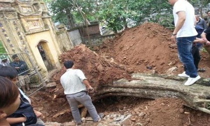 Sự thật sưa 200 tuổi Trung Quốc dùng chữa bệnh