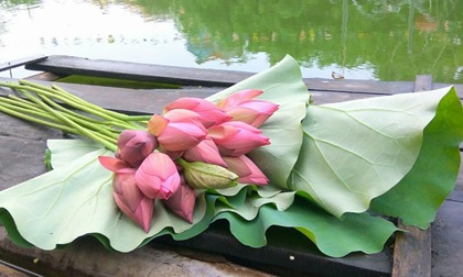 Tháng 5 rồi, mua ngay sen đầu mùa cắm vừa đẹp, vừa thơm