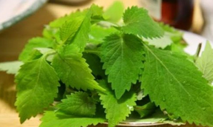 Những loại rau gia vị là thuốc kháng sinh tự nhiên trong bếp nhà bạn