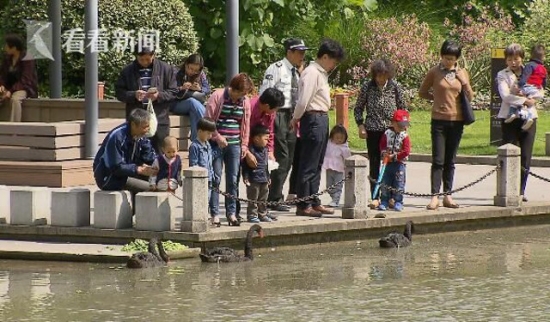 Hết vùi hoa dập liễu, du khách Trung Quốc lại hồn nhiên coi thiên nga như...vịt nhà mình - Ảnh 4.