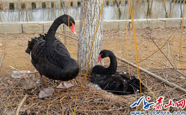 Hết vùi hoa dập liễu, du khách Trung Quốc lại hồn nhiên coi thiên nga như...vịt nhà mình - Ảnh 1.