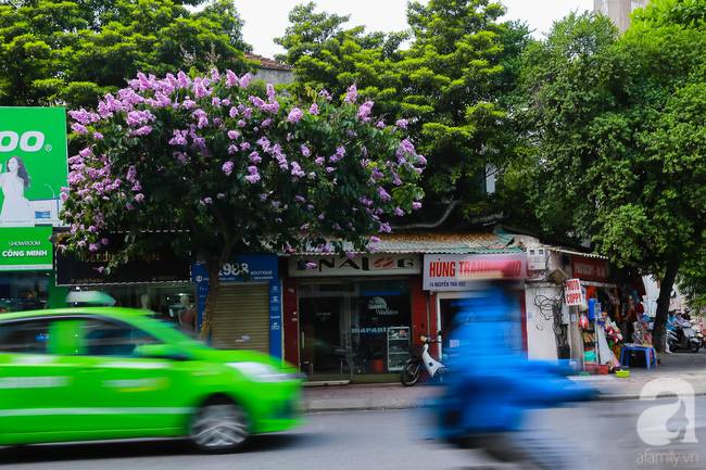 Sắc tím hoa bằng lăng khiến Hà Nội thơ mộng hơn giữa mùa hạ cháy - Ảnh 10.