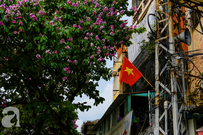 Sắc tím hoa bằng lăng khiến Hà Nội thơ mộng hơn giữa mùa hạ cháy - Ảnh 4.