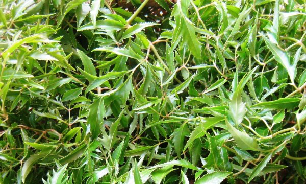 Cách nấu canh đinh lăng sườn non ngon, bổ, hấp dẫn - 1