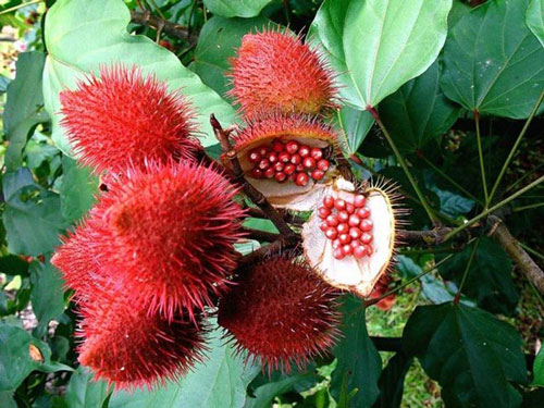 Những lợi ích không ngờ này khiến nhà giàu đua nhau mua trái cây ngoại lai - 7