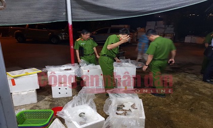 Phát hiện một cơ sở ở Hà Nội bơm tạp chất vào tôm chết rồi tuồn ra tiệc cưới