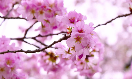 Ngẩn ngơ ngắm hoa anh đào Nhật Bản mong manh cuối mùa