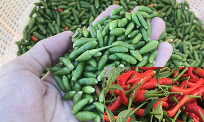 Quảng Ngãi: Lạ đời ớt rừng 300.000 đồng/kg, ớt nhà chỉ 2.000 đ/kg