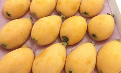 Biwa - nhót Nhật 400 ngàn, bán 4 triệu/kg: Sướng mồm, hớ nặng
