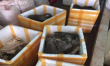 Đà Nẵng: Phát hiện cơ sở chế biến “chui” gần 900 kg nội tạng động vật bẩn