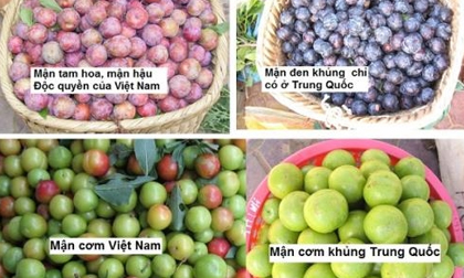 Mận hậu loạn giá, hàng Trung Quốc đội lốt Việt Nam