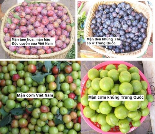 Mận hậu loạn giá, hàng Trung Quốc đội lốt Việt Nam Man hau loan gia, hang Trung Quoc doi lot Viet Nam