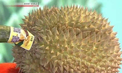 Bất ngờ với quả sầu riêng 'vua' có giá gần 200 triệu