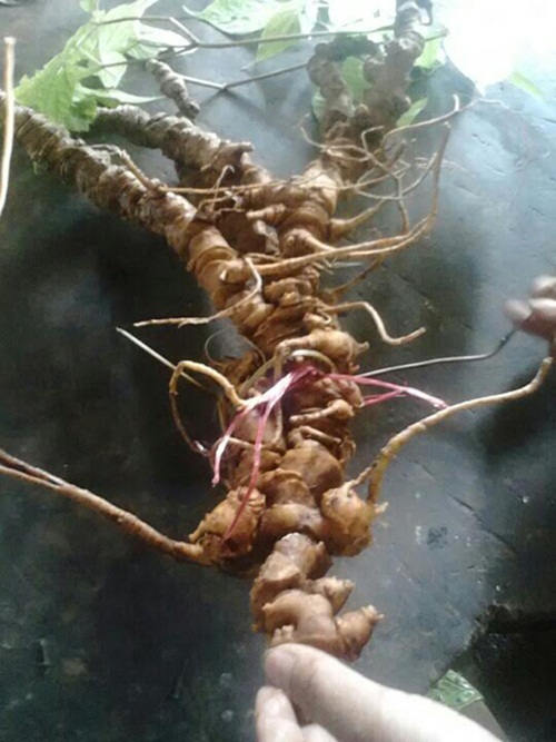 Hành trình đổi mạng lấy 