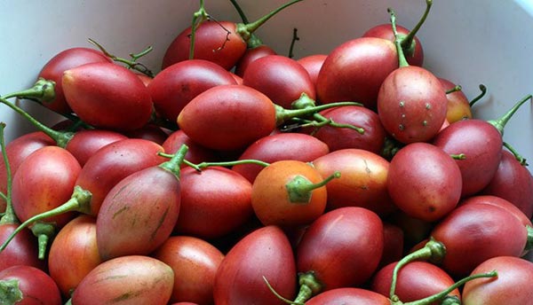 ca chua hoang gia nhat 1,6 trieu/kg nha giau viet van vet tui mua, khi an thu thi ngo ngang - 3