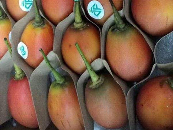 ca chua hoang gia nhat 1,6 trieu/kg nha giau viet van vet tui mua, khi an thu thi ngo ngang - 4