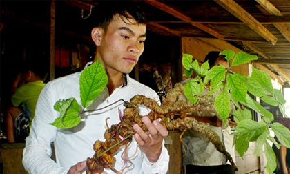 Hành trình đổi mạng lấy 'cụ' sâm Ngọc Linh hơn 100 năm tuổi