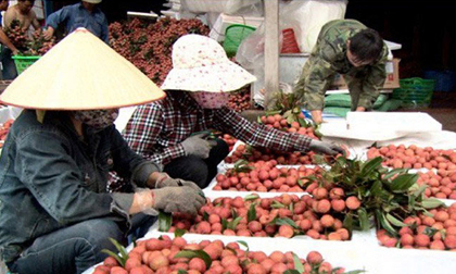 Trung Quốc sẽ mua 40.000 tấn vải Bắc Giang