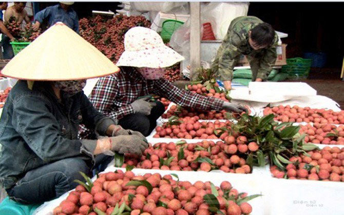 trung quoc se mua 40.000 tan vai bac giang - 1