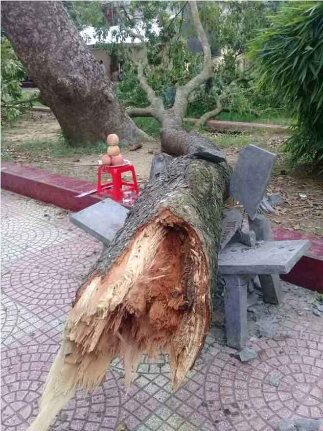 bi canh cay xa cu roi vao nguoi, nu pho hieu truong tu vong trong san truong - 1