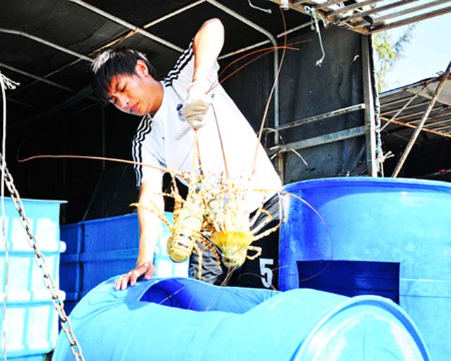 giá tom hùm cao ngát, muón an 1kg mát dút 1,8 triẹu dòng hinh anh 1