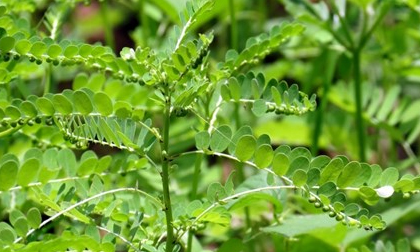 Thực hư cây chó đẻ là 'thần dược' chữa bệnh gan