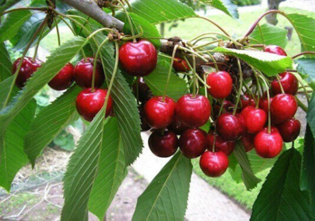 20170619145249-cherry-1-xahoi.com.vn-w460-h323 20170619145249-cherry-1-xahoi.com.vn-w460-h323