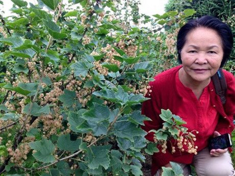 20170619145249-nho-chuoi-ngoc-2-xahoi.com.vn-w460-h345 20170619145249-nho-chuoi-ngoc-2-xahoi.com.vn-w460-h345
