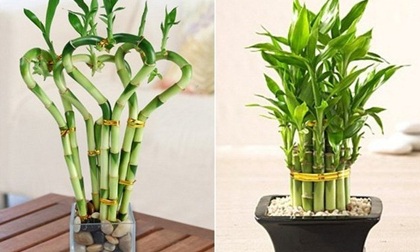 Chỉ cần có vật này trong nhà gia đình bạn làm ăn lên như diều gặp gió, tiền ùn ùn chảy vào nhà