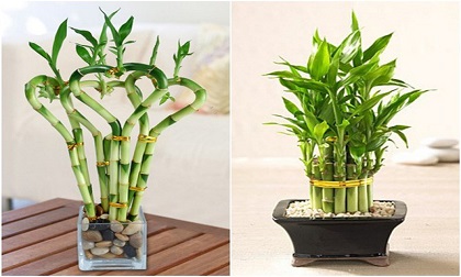 Chỉ cần trồng cây này trong phòng khách thì bạn chỉ việc may túi ba gang mang đi đựng vàng