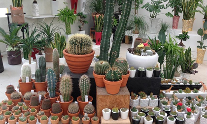 Chớ dại mà đem trồng cây này bởi nó sẽ khiến gia đình bạn luôn gặp xui xẻo, tiền tài mất hết 