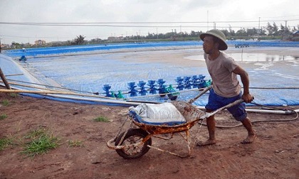 Ninh Bình: Tôm chết trắng đầm, 1.000 hộ “khóc không thành tiếng”