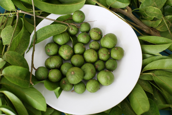 Những bài thuốc chữa bệnh siêu tuyệt vời từ quả sấu ai cũng nên biết - Ảnh 4. Những bài thuốc chữa bệnh siêu tuyệt vời từ quả sấu ai cũng nên biết - Ảnh 4.