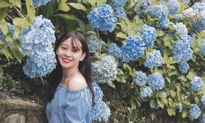 'Đứng ngồi không yên' trước vườn hoa cẩm tú cầu đẹp mê ly ở Cao Bằng