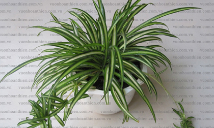 Nhà bạn chỉ cần trồng cây này trong nhà nhiều điều thần kỳ sẽ gõ cửa, mấy chốc mà thành đại gia