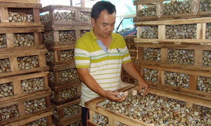 Giá trứng cút rớt thảm còn 200 đ/quả, 20.000 đ mua được cả trăm quả