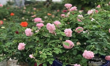 Vườn hồng ngoại tiền tỷ của cô gái dành hết tiền lương mỗi tháng đi mua hoa