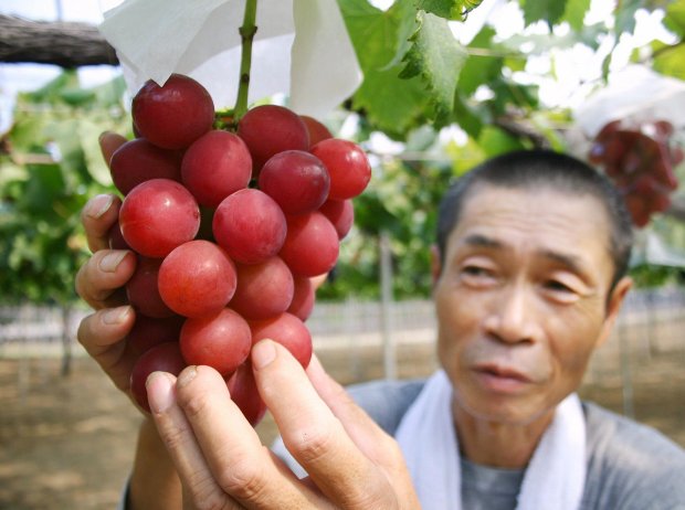 Trái cây độc lạ giá hàng chục nghìn USD hút khách - 8