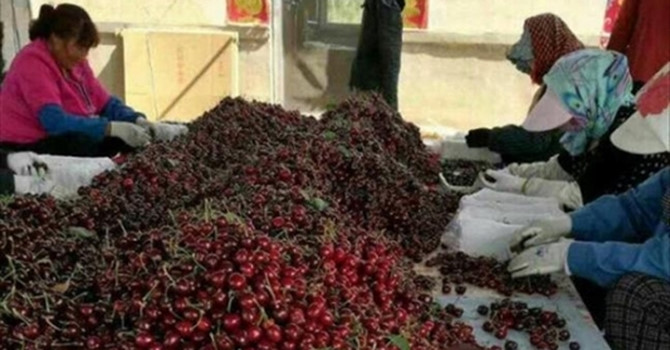 Trái cây “thượng lưu” Cherry gây sốc chợ mạng vì rẻ bất ngờ hình ảnh 2 trai cay “thuong luu” cherry gay soc cho mang vi re bat ngo hinh anh 2