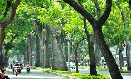 Ngắm hàng cây trăm tuổi đẹp nhất Sài Gòn trước giờ “khai tử“
