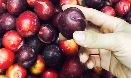 'Đội lốt' mận đặc sản Việt Nam, mận Trung Quốc tràn vào thị trường