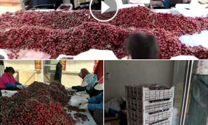 Trái cây “thượng lưu” Cherry gây sốc chợ mạng vì rẻ bất ngờ