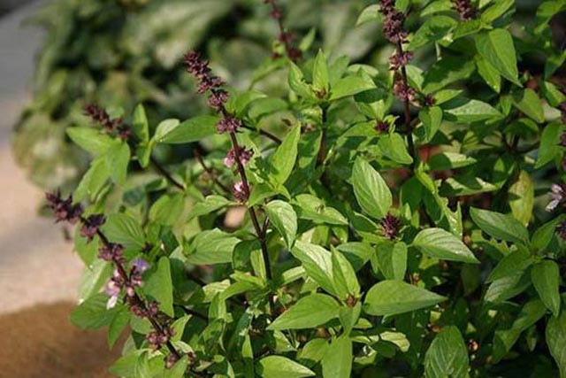 10 lợi ích tuyệt vời của húng quế - 1