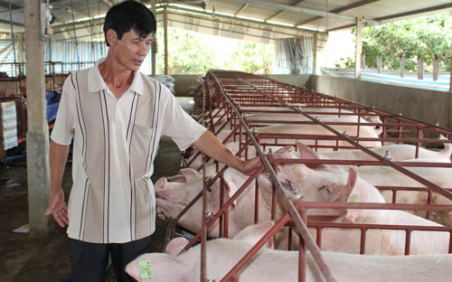 gia lon hom nay 18.7: gia ao len 47.000 d/kg, trung quoc co the dong bien bat cu luc nao hinh anh 1