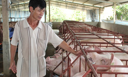 Giá lợn hôm nay 18.7: Giá ảo lên 47.000 đ/kg, Trung Quốc có thể đóng biên bất cứ lúc nào