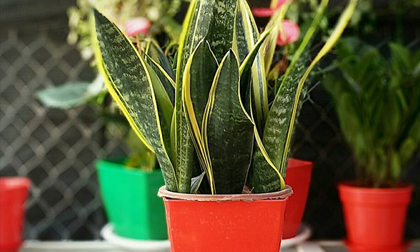 Cây lưỡi hổ: Loại cây lọc độc tố cực tốt, đuổi vận xui, hút tài lộc mà ai cũng muốn trồng