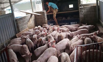 Giá lợn ngừng tăng vọt, hộ chăn nuôi đừng “mộng mơ“