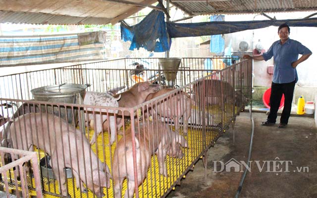 gia lon hom nay 21.7: dong nai 35.000 d/kg, nghi c.p thao tung gia? hinh anh 3